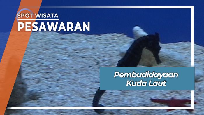 Pembudidayaan Kuda Laut, Lampung