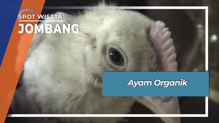 Beternak Ayam Organik, Jombang