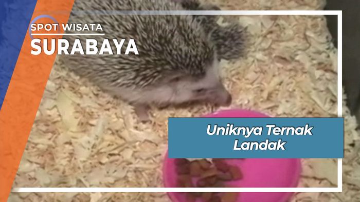 Uniknya Ternak Landak Mini, Surabaya