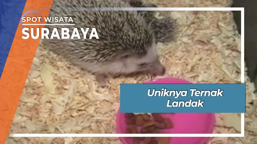 Uniknya Ternak Landak Mini, Surabaya