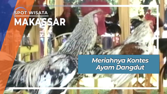 Meriahnya Kontes Ayam Dangdut, Makassar