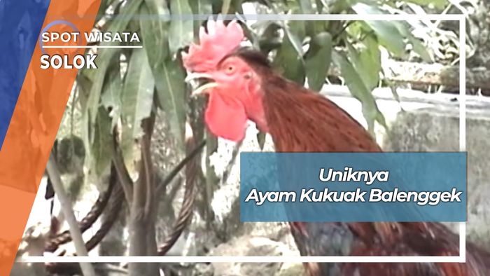 Uniknya Ayam Kukuak Balenggek, Solok