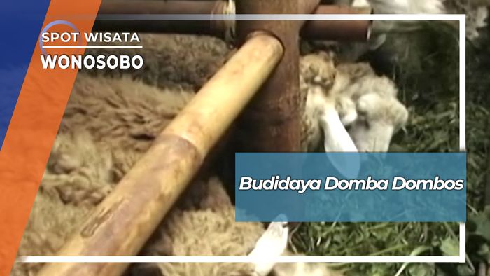 Budidaya Domba Dombos, Wonosobo