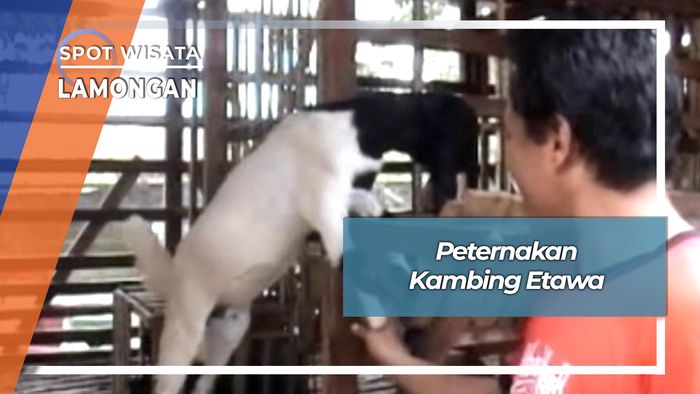 Peternakan Kambing Etawa, Lamongan