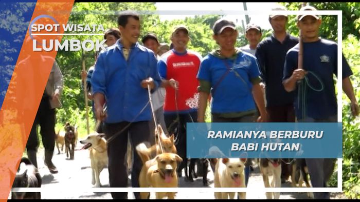 Berburu Babi Hutan dengan Tombak Lumbok Lampung Barat
