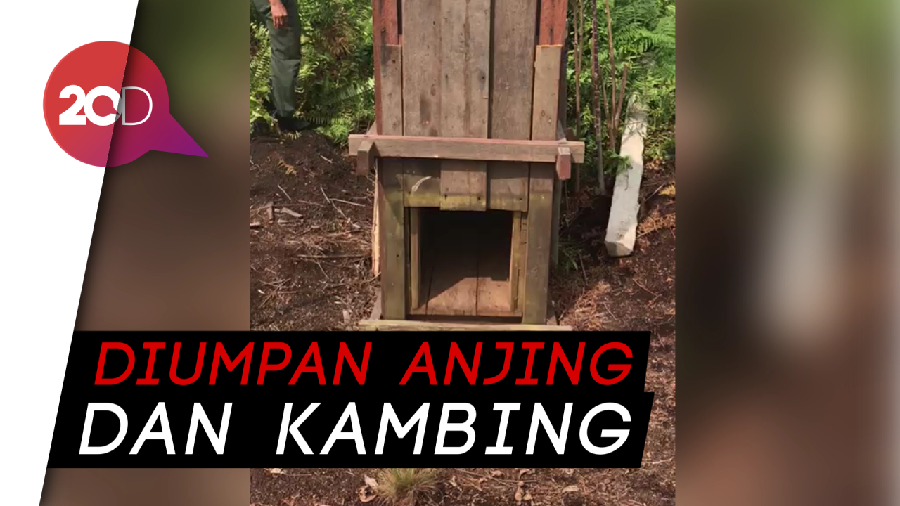 Melihat Box Trap untuk Menangkap Harimau Bonita