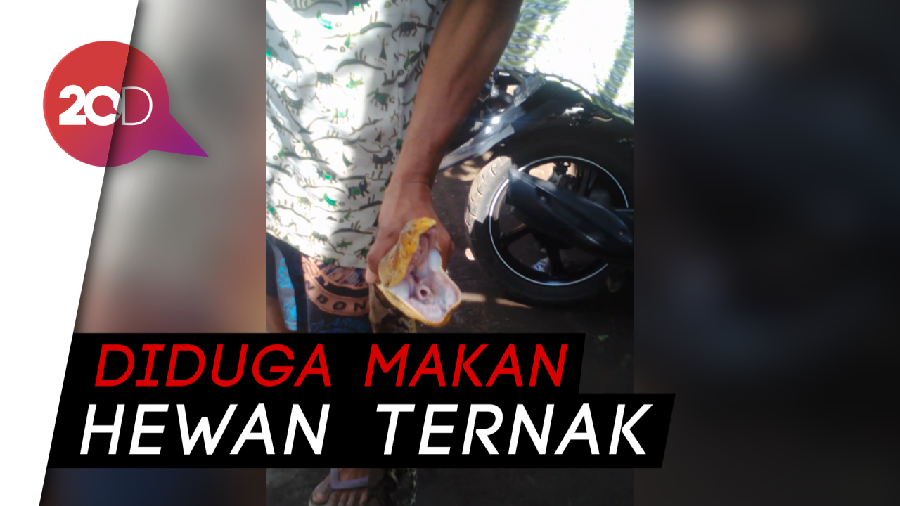 Warga Aliran Sungai Bromo tangkap Ular 5 Meter 