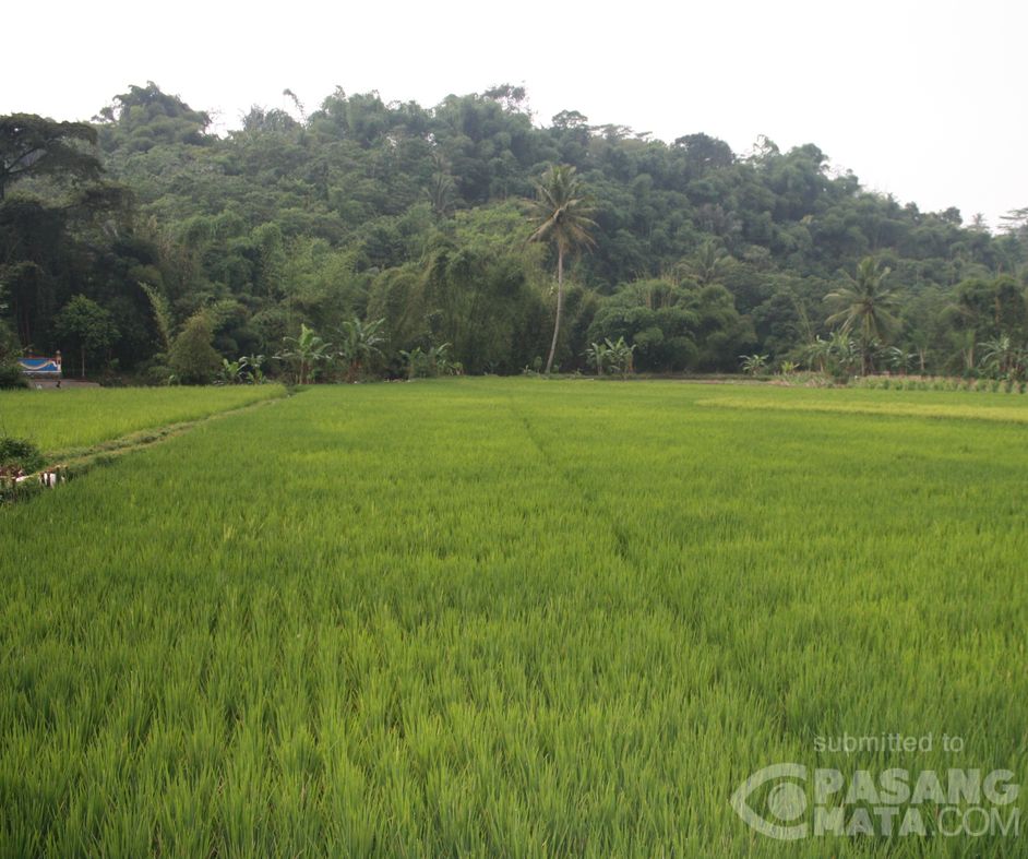 Pemandangan Sawah  Di Garut  Gambar Viral HD