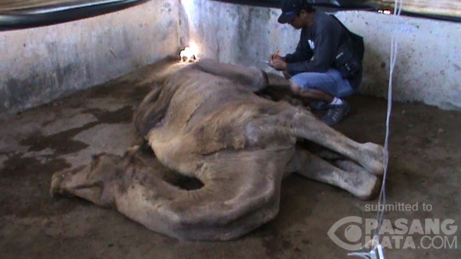 Onta Di Kebun Binatang Bukittinggi Mati Mengenaskan
