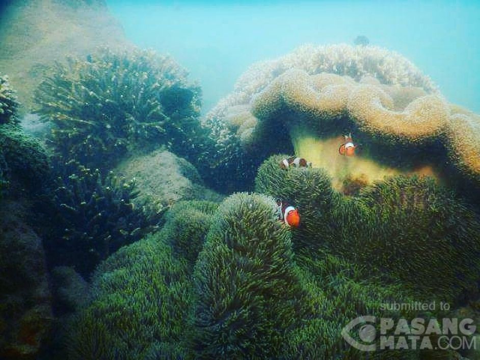 21+ Indahnya Pemandangan Bawah Laut - Gambar Pemandangan Keren