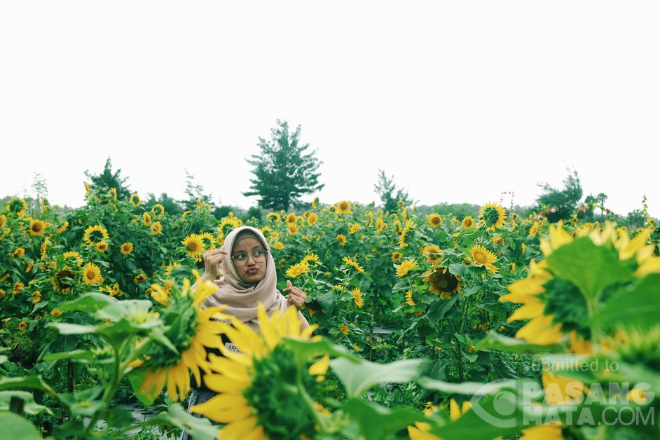 Kebun Bunga Matahari Yang Rubah Suasana Hati Di Yogyakarta