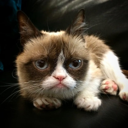 11 Kucing Lucu dan Menggemaskan yang Populer di Instagram 2