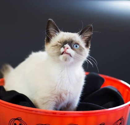 11 Kucing Lucu dan Menggemaskan yang Populer di Instagram 3 11 Kucing Lucu dan Menggemaskan yang Populer di Instagram 3