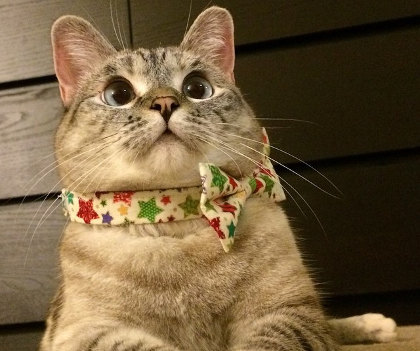 11 Kucing Lucu dan Menggemaskan yang Populer di Instagram 4 11 Kucing Lucu dan Menggemaskan yang Populer di Instagram 4