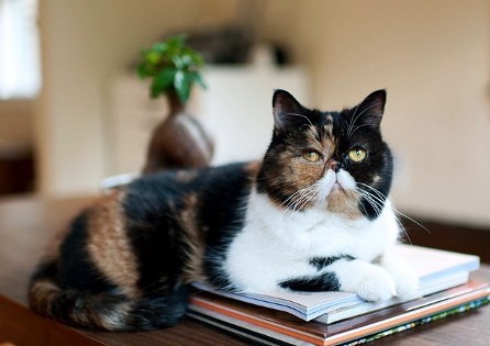 11 Kucing Lucu dan Menggemaskan yang Populer di Instagram 7 11 Kucing Lucu dan Menggemaskan yang Populer di Instagram 7