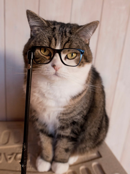 11 Kucing Lucu dan Menggemaskan yang Populer di Instagram 8 11 Kucing Lucu dan Menggemaskan yang Populer di Instagram 8