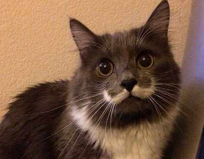 11 Kucing Lucu dan Menggemaskan yang Populer di Instagram 10 11 Kucing Lucu dan Menggemaskan yang Populer di Instagram 10