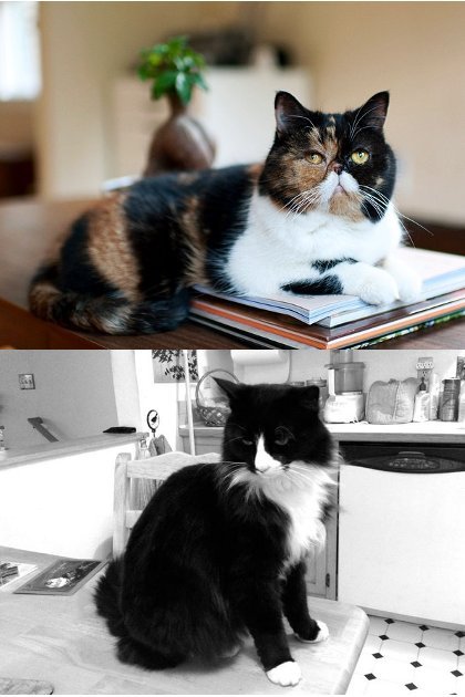 11 Kucing Lucu dan Menggemaskan yang Populer di Instagram 1 11 Kucing Lucu dan Menggemaskan yang Populer di Instagram 1