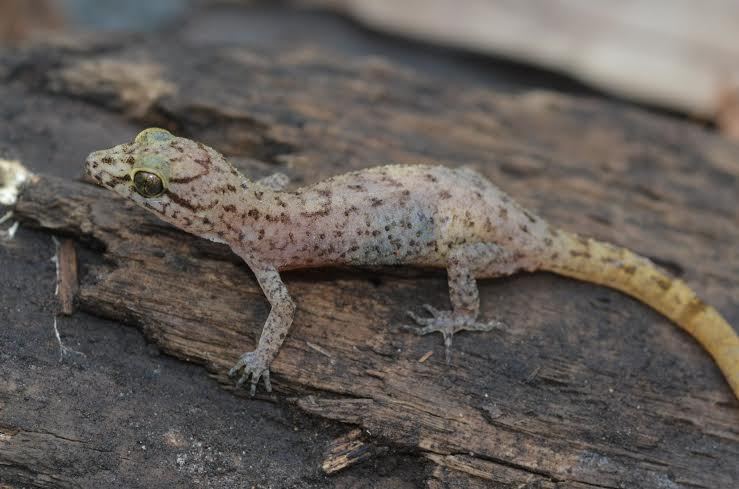 Ini 6 Spesies Baru Ditemukan di Tambora Cicak Hutan hingga Kupukupu Malam