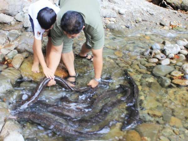  Ikan  Ular Sidat Raksasa di Papua