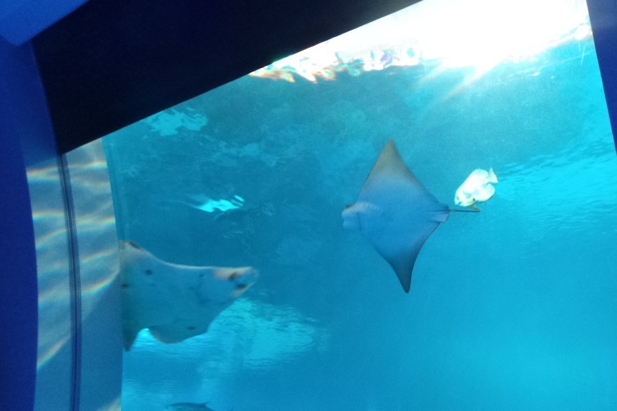 Huntsman aquarium coupons