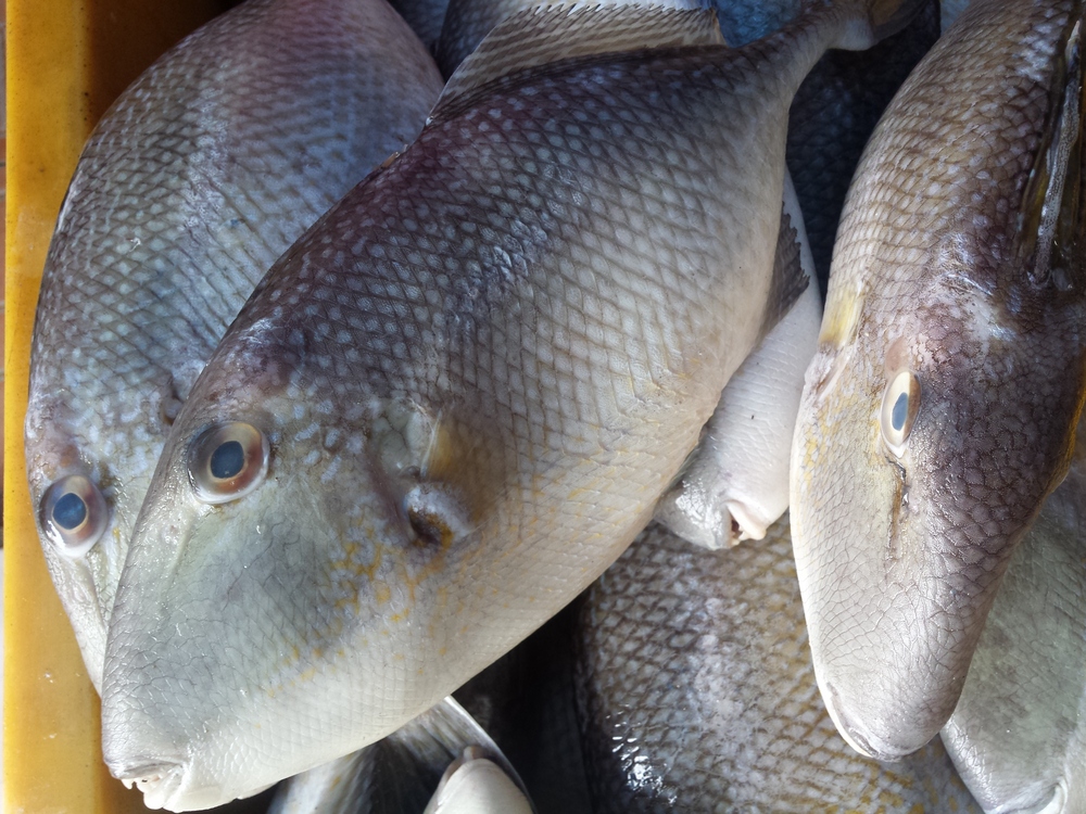  Gambar  Lure Bulu Ayam  Gambar  Ikan  di Rebanas Rebanas