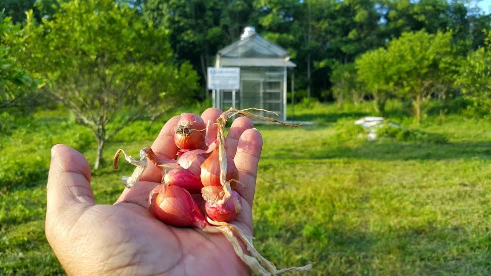 'Rumah Bawang' Ini Bisa Awetkan Bawang Merah Hingga 6