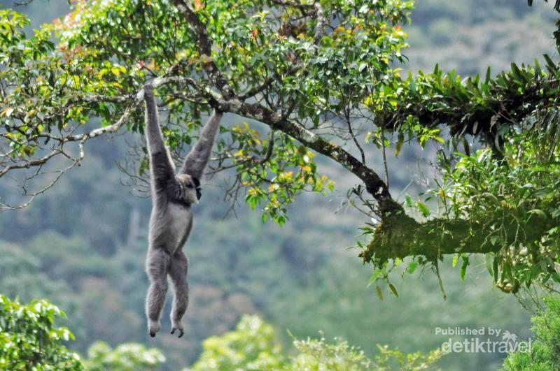 Pesan Siaga Bencana Ada di Kisah Nyi Roro Kidul hingga 