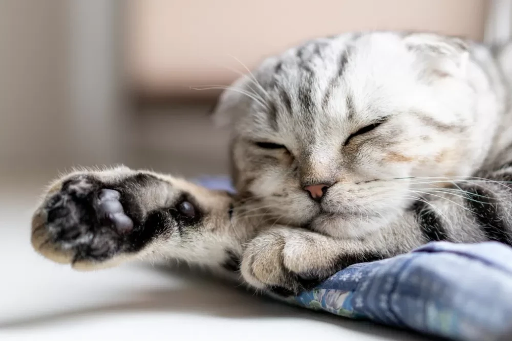 Hari Kucing Sedunia, Ayo Kenalan dengan Jenisnya yang Menggemaskan