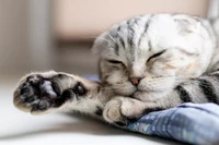Hari Kucing Sedunia, Ayo Kenalan dengan Jenisnya yang Menggemaskan