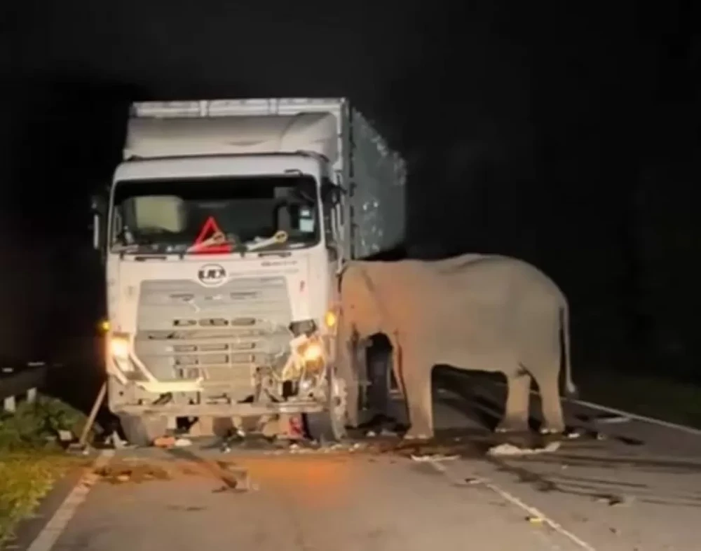Kisah Pilu Matinya Anak Gajah Tertabrak Truk dan Kasih Ibu
