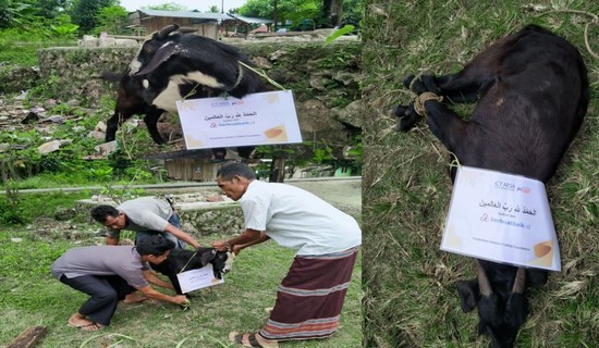 Kurban Kambing untuk Pelosok Sumba Barat Daya