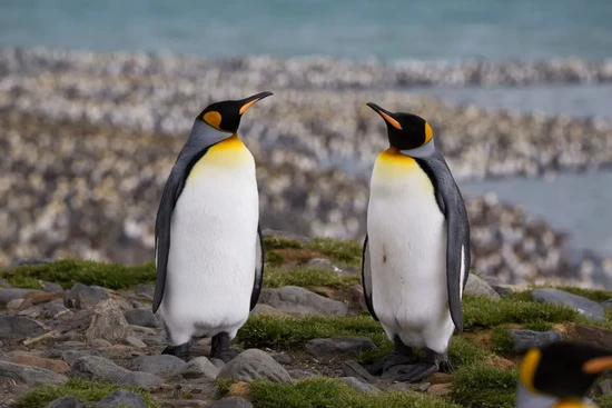 Yuk Bertemu dengan 5 Hewan Gemas Paling Murah Hati Ini