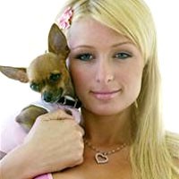 Tak Urus Anjing, Paris Hilton Didamprat