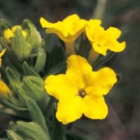 Bunga Hias Tetap Segar