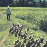 Pemerintah dan Microsoft Ingin Hapus Petani Buta TI