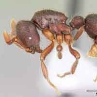 Ilmuwan Beri Nama Semut Google