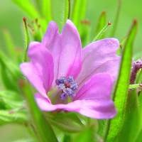 Tips Usir Nyamuk Cara Alami