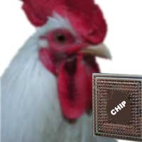 Chip Bisa Percepat Deteksi Flu Burung 