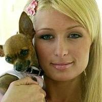 Paris Hilton Bodoh