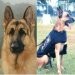 Dari German Shepherd ke Belgian Malinois