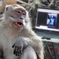 Topeng Monyet Internet 