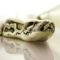 Tak Hanya Pesawat, Box Office Pun Dikuasai