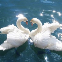 Mengungkap Teka-teki Poligami Secara Genetik