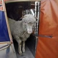 Beredar! Kambing di Internet