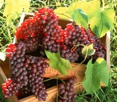 Pameran Food&Beverage Paling Bergengsi