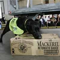 Lacak CD Bajakan dengan Anjing