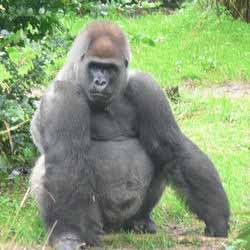 Makin Banyak Ponsel, Makin Banyak Gorilla Mati