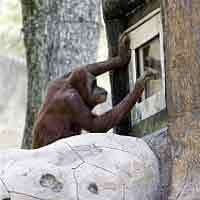 Cegah Kepunahan, Orangutan Sumatera Main Video Games