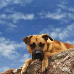 Si Doggy Hilang, SMS Menggonggong